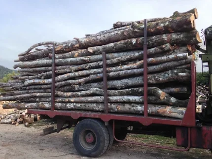 Bois de Chauffage Acacia – Camion de 50 Stères – Prêt à l’Emploi