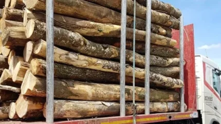 Bois de Chauffage Acacia – Grumes de 20 Stères – Prêt à l’Emploi